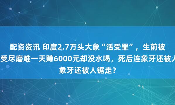 配资资讯 印度2.7万头大象“活受罪”，生前被火灼、受尽磨难一天赚6000元却没水喝，死后连象牙还被人锯走？